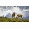Dolomite Horses by Kevin Grace