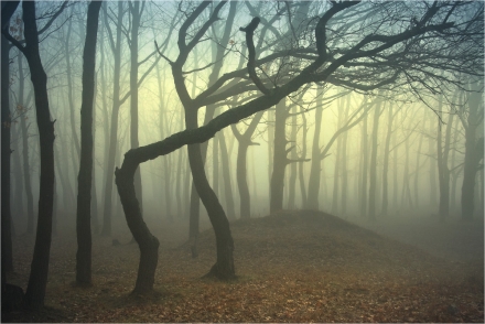 Arbres dans le brouillard