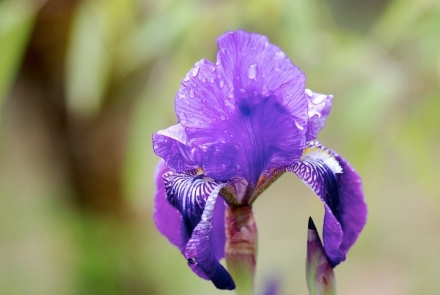 Iris